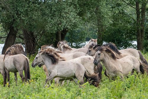 Herd of konik horses