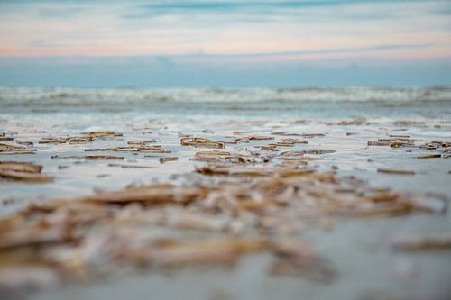 Detail of shells on the beach