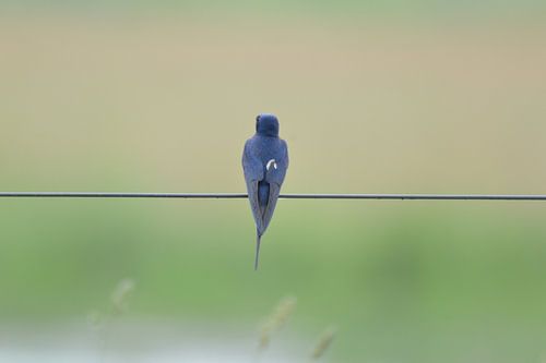 "ZWaluw op staaldraad"