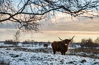 Schotse Hooglander in de sneeuw van Paula Romein thumbnail
