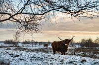 Scottish Highlander in the snow