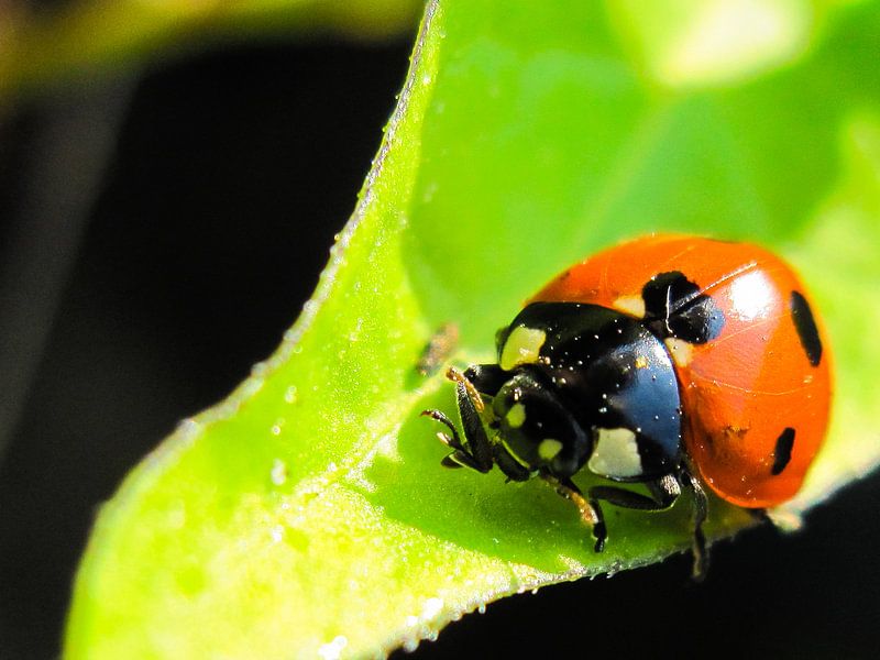 Ladybird von Leonie Versantvoort
