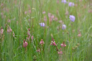 Blumenwiese von Claudia Moeckel