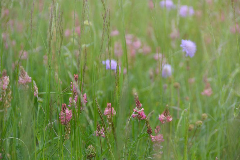 bloemenweide van Claudia Moeckel