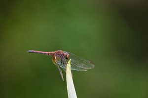 Red Dragonfly