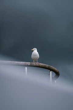 Seagull in dark sky by Kevin IJpelaar