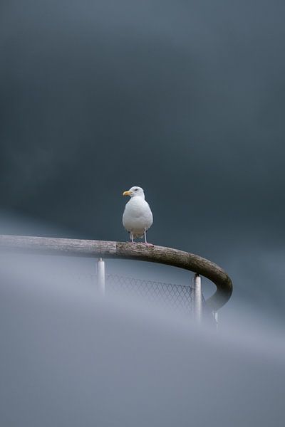 Seagull in dark sky by Kevin IJpelaar
