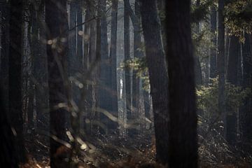 Het mysterie van het bos in de winter van Rene  den Engelsman