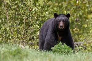 Big black bear sur Menno Schaefer