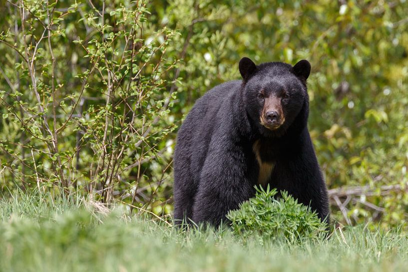 Big black bear von Menno Schaefer