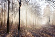 Mist in het bos van Egon Zitter thumbnail