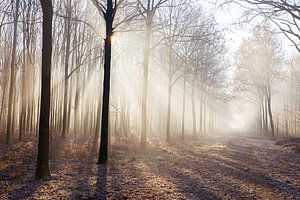 Nebel im Wald