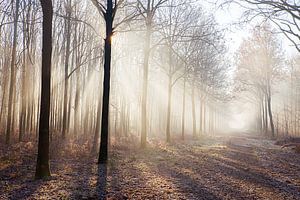 Brouillard dans la forêt sur Egon Zitter