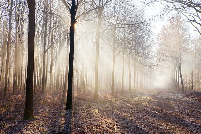 Nebel im Wald von Egon Zitter