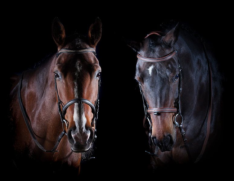 Pferde und Ponys von Maaike Krimpenfort