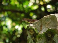 Lizard in Cuba