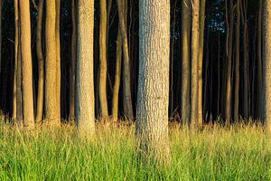 Küstenwald an der Ostsee bei Nienhagen