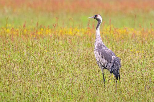 Porträt eines Kranichs auf einem Feld im Frühling von Sjoerd van der Wal Fotografie
