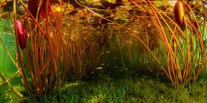Life under the water lilies