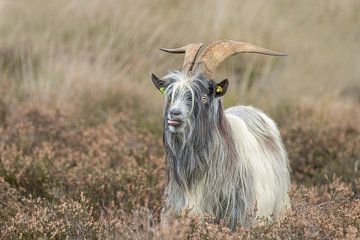 la chèvre de terre hollandaise , race hollandaise en voie de disparition, chèvres sur M. B. fotografie