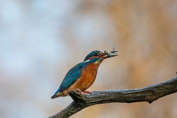 IJsvogel met visje in de bek van Tanja van Beuningen