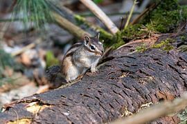 Siberian squirrel by Merijn Loch