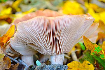Satijnvezelkop 'Inocybe geophylla' (en anglais) sur Joan Pattiasina