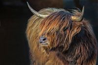 Scottish Highlander II