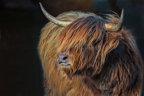 Highlander écossais II