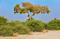 Afrikaanse Leeuwen parade  by Dexter Reijsmeijer thumbnail