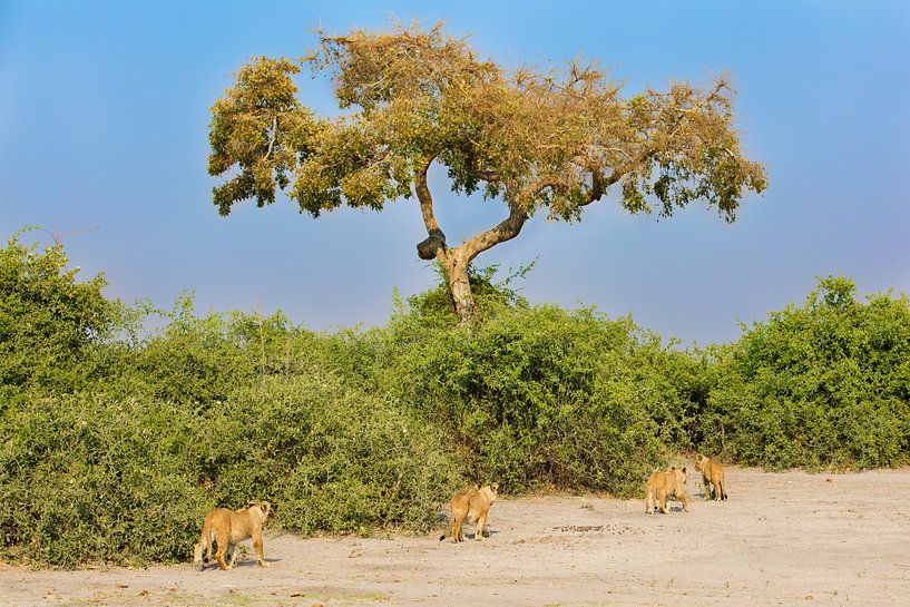 Afrikaanse Leeuwen parade  par Dexter Reijsmeijer