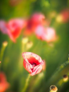 Poppy field | The Netherlands by Luis Boullosa