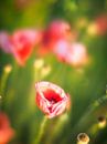 Poppy field | The Netherlands by Luis Boullosa thumbnail