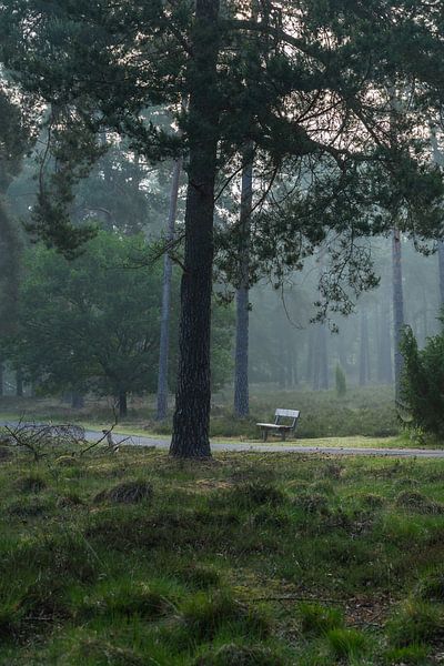 Eine Bank im Wald von zeilstrafotografie.nl