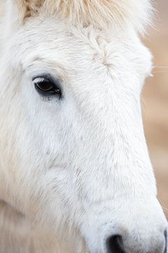 IJslandse pony van PeetMagneet