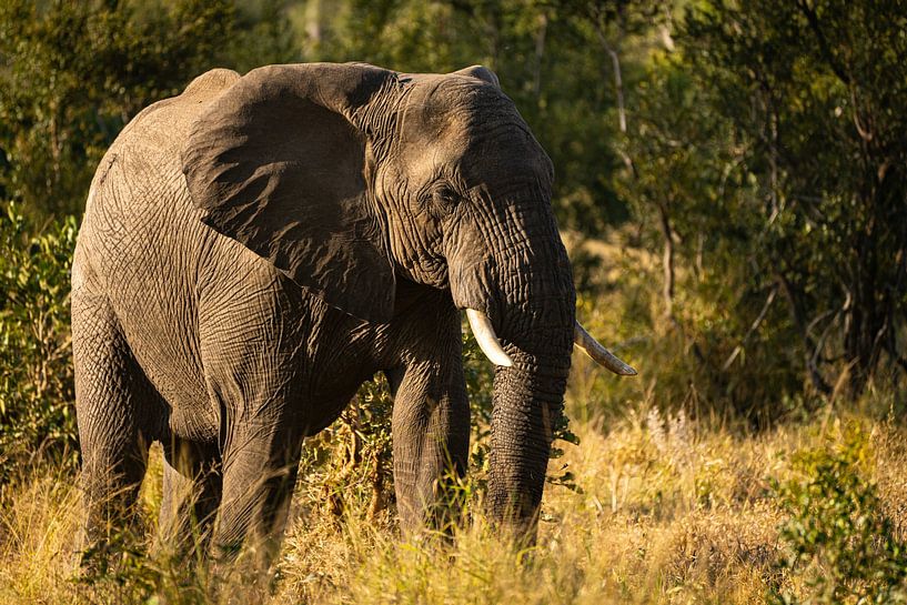 Olifant zonsondergang van Andreas Jansen