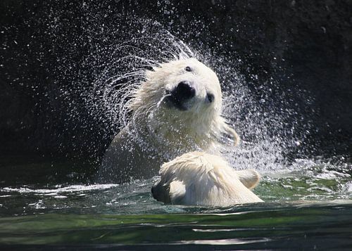 Polar Bear Swirl
