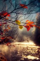 Golden Morning - Autumn morning on the river Wupper
