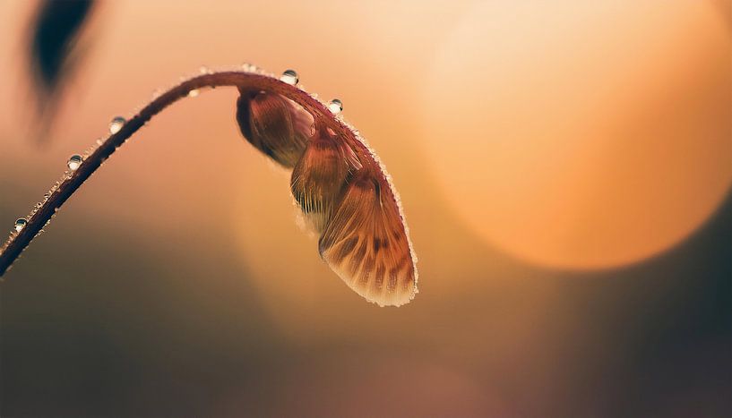 Plants with sunset by Mustafa Kurnaz