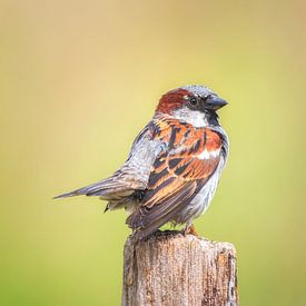 Haussperling von Bram de Jong