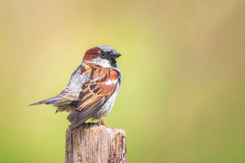 Haussperling von Bram de Jong