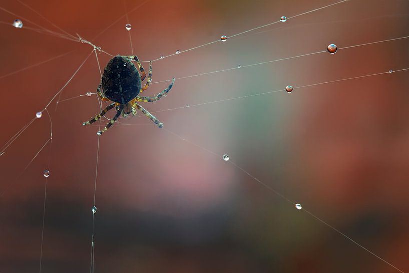 Enchanting Scene: Crossweb Weaving Its Web in the Rain by Elianne van Turennout