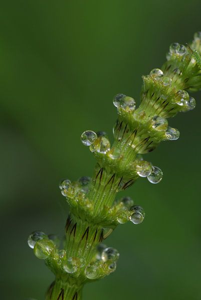 Common horsetail by Rafael Delaedt