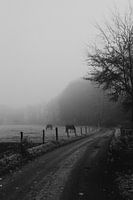 Un matin brumeux sur la campagne en noir et blanc