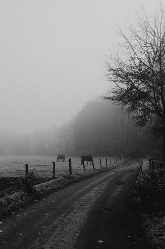 Nebliger Morgen auf dem Land Schwarz-Weiß