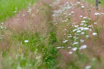 Field of flowers. by Henri Boer Fotografie
