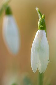 Schneeglöckchen mit Tautropfen