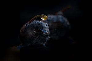 Blauwe bes met waterdruppels