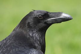 Portrait d'un corbeau