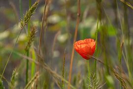 Une splendeur rouge dans la prairie sur Kimfaesdesign